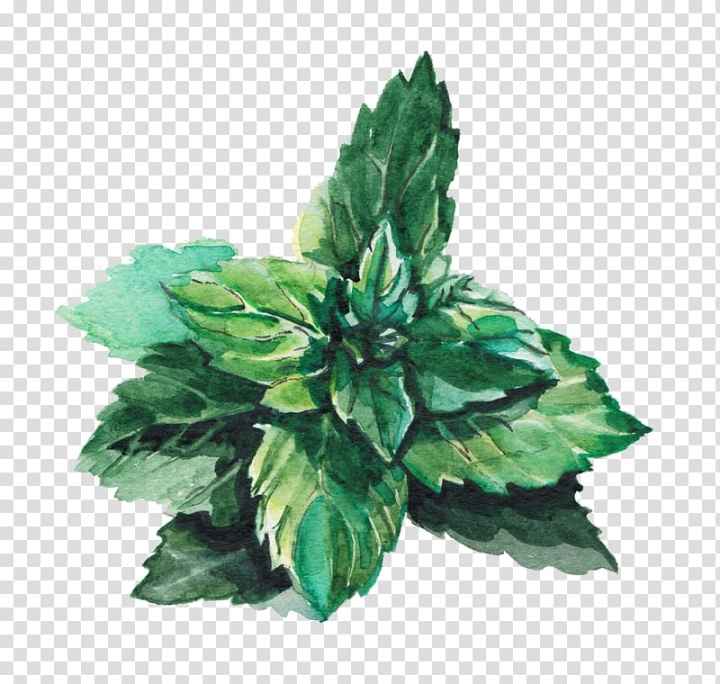 mint plant clipart border