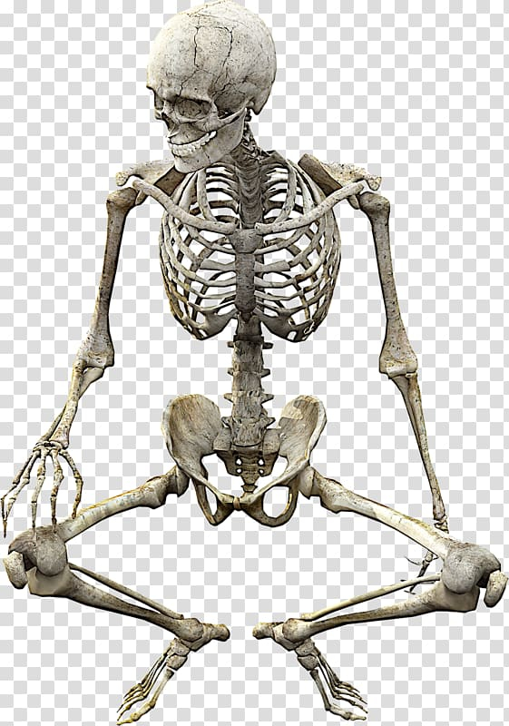 Human anatomy pattern seamless skeleton Royalty Free Vector