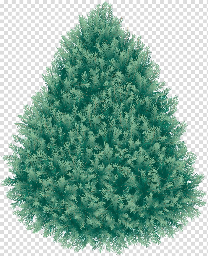 blue,spruce,christmas,fir,tree,miscellaneous,ink,christmas decoration,gold,sunrise,pine,pine family,purchase,rap,tutorial,picsart photo studio,nature,christmas ornament,christmas tree,conifer,evergreen,makeupartist,moment,money,woody plant,blue spruce,art - christmas,fir-tree,png image,png clipart,free png,transparent background,free clipart,clip art,free download,png,comhiclipart
