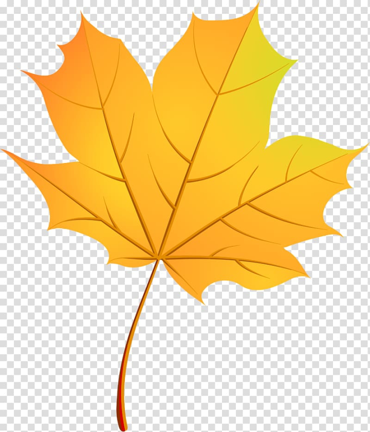 Free: Maple leaf Drawing , Of Maple Leaves transparent background