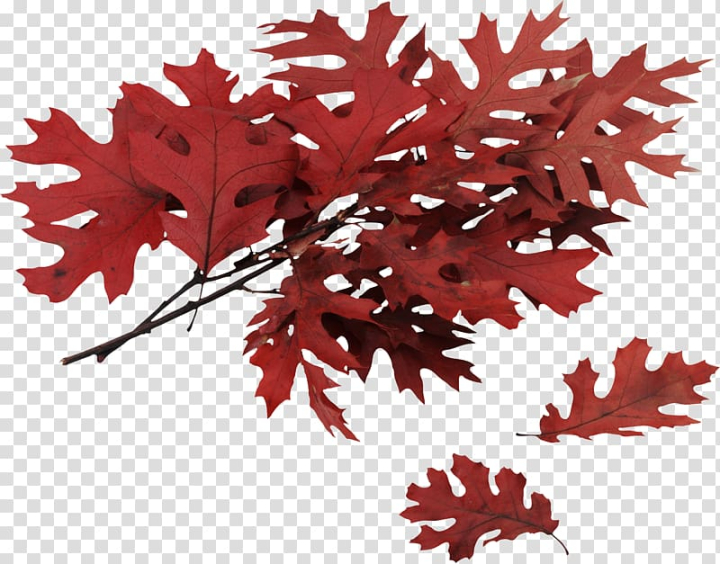 northern,red,oak,swamp,spanish,autumn,leaf,color,quercus,coccinea,maple,maple leaf,branch,plant stem,twig,flowering dogwood,tree,red maple,quercus marilandica,autumn leaf color,plant,northern red oak,nature,maple tree,autumn leaves,autumn png leaf,download  with transparent background,japanese maple,free,flowering plant,png clipart,free png,transparent background,free clipart,clip art,free download,png,comhiclipart