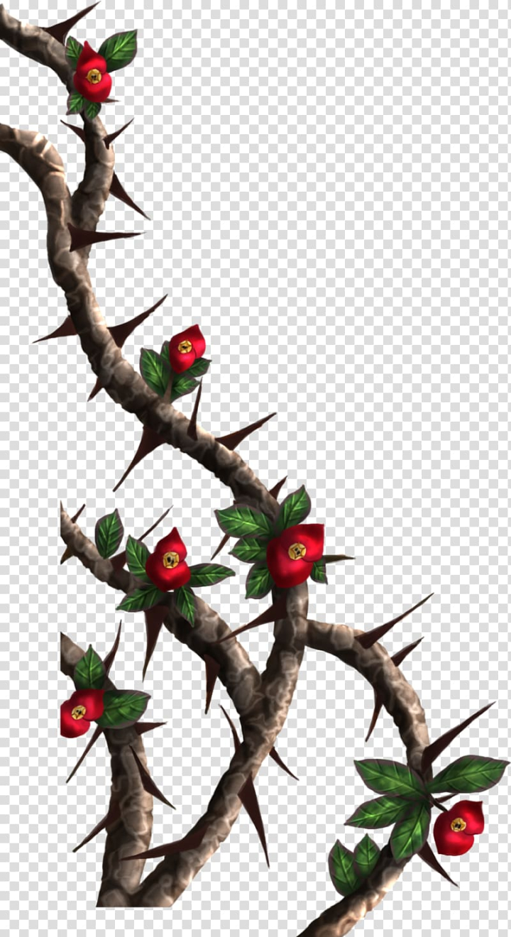 thorns,spines,prickles,rose,crown,thorn,pin,branch,headpiece,christmas decoration,plant stem,twig,fruit,flowers,rose garden,tree,plant,thorns spines and prickles,shrub,jesus,holly,aquifoliales,christmas,christmas ornament,flora,flowering plant,aquifoliaceae,vine,thorns, spines, and prickles,rose crown,crown of thorns,drawing,red,flowering,png clipart,free png,transparent background,free clipart,clip art,free download,png,comhiclipart