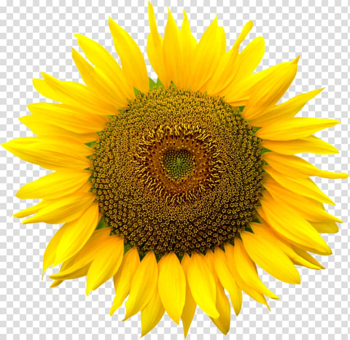 file,formats,computer,sunflower,image file formats,sunflower seed,flower,encapsulated postscript,flowers,daisy family,sunflower oil,sunflowers,sunflower watercolor,watercolor sunflower,sunflower seeds,watercolor sunflowers,sunflower border,asterales,sun,seed,closeup,flowering plant,image resolution,internet explorer,petal,pink,plant,pollen,yellow,file formats,computer file,png clipart,free png,transparent background,free clipart,clip art,free download,png,comhiclipart