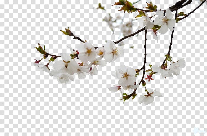 national,cherry,blossom,festival,tree,branches,watercolor painting,tree branch,branch,color,palm tree,pine tree,twig,flower,painting,family tree,spring,petal,petals,u925bu7b46u753b,plant,nature,blossoms,cerasus,cherry blossom,cherry blossom festival,cherry blossoms,cherry petals,cherry tree branches,christmas tree,autumn tree,national cherry blossom festival,cherry tree,white,png clipart,free png,transparent background,free clipart,clip art,free download,png,comhiclipart