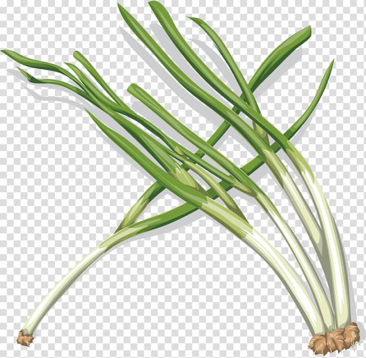 leaf vegetable,food,plant stem,happy birthday vector images,grass,encapsulated postscript,onion rings,vegetables,scallion,garlic,onion vector,onion ring,green onion,onion slice,red onion,tiff,purple onions,scalable vector graphics,plant,allium fistulosum,commodity,grass family,green food,line,meals,adobe illustrator,onions,welsh onion,onion,vegetable,png clipart,free png,transparent background,free clipart,clip art,free download,png,comhiclipart