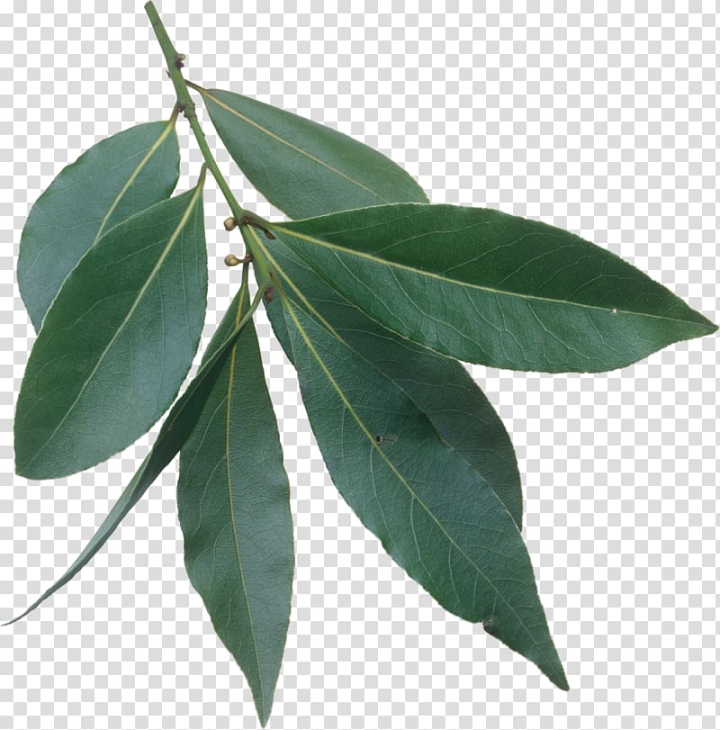 bay,laurel,leaf,wreath,fresh,green,leaves,watercolor leaves,weight loss,plant stem,fall leaves,palm leaves,green tea,spring,laurus,com file,plant,fresh green leaves,nature,green leaf,green leaves,background green,bay laurel,laurel bay,bay leaf,laurel wreath,herb,leafed,png clipart,free png,transparent background,free clipart,clip art,free download,png,comhiclipart