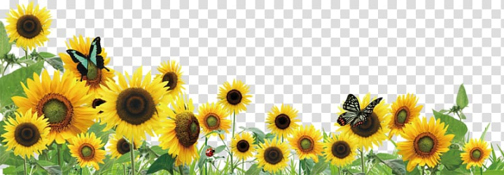 common,sunflower,sunflowers,illustration,computer wallpaper,sunflower seed,flower,flowers,daisy family,sunflower oil,watercolor sunflower,sunflower watercolor,sunflower seeds,watercolor sunflowers,sunflower border,butterfly,plant,petal,flowering plant,yellow,common sunflower,png clipart,free png,transparent background,free clipart,clip art,free download,png,comhiclipart