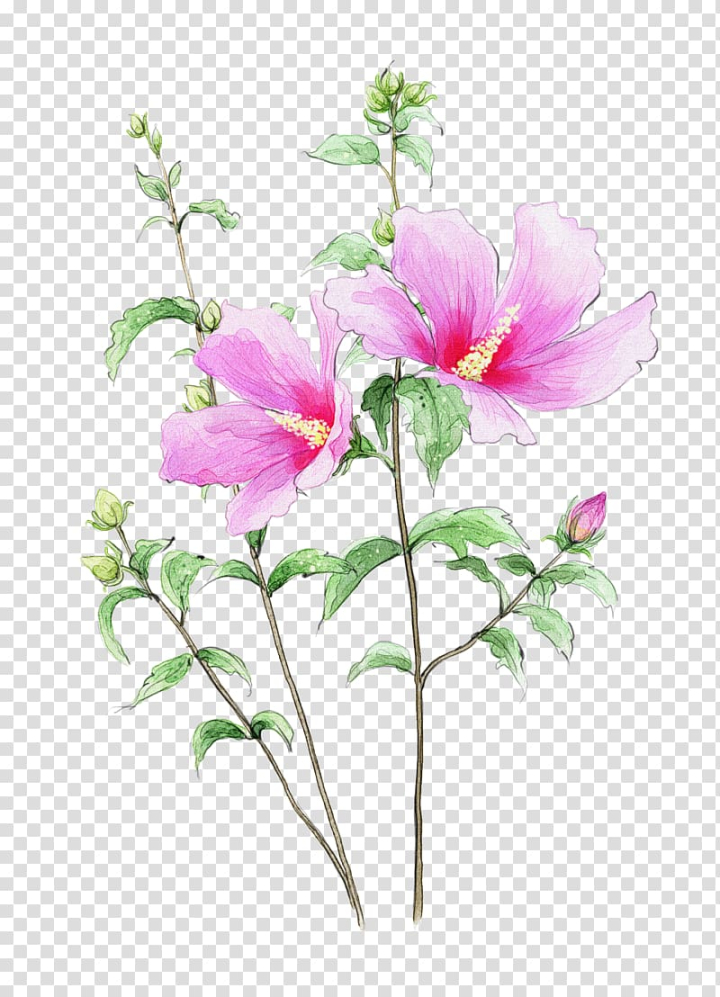 flowers,hand,painted,cartoon,watercolor painting,frame,herbaceous plant,flower arranging,branch,artificial flower,happy birthday vector images,plant stem,annual plant,abstract lines,malvales,material,encapsulated postscript,magenta,pictures,paintshop pro,watercolor flowers,mallow family,watercolor flower,squid,nature,pink flower,pink,petal,plant,hibiscus,balloon cartoon,cut flowers,blossom,flora,floral design,floristry,flower bouquet,flower psd material,flower vector,flowering plant,flowerpot,flowers frame material,flowers picture material,flowers pictures,hand painted,abstract flowers,flower,abstract,bouquet,png clipart,free png,transparent background,free clipart,clip art,free download,png,comhiclipart