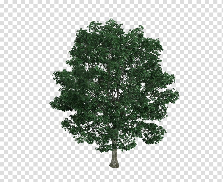 Free: Green leafed tree, Tilia platyphyllos Tree Drawing Illustration ...