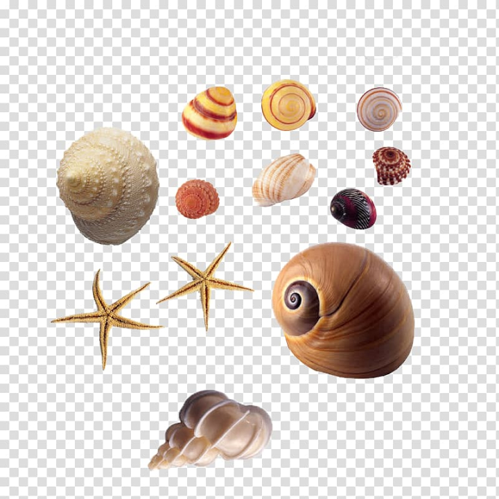 sea,snail,conch,biology,ocean,conch shell,queen conch,seashore conch,starfish conch,sea conch,nature,gratis,conchs,conchology,cartoon conch,bolinus brandaris,biological,turbo cornutus,seashell,animal,sea snail,png clipart,free png,transparent background,free clipart,clip art,free download,png,comhiclipart