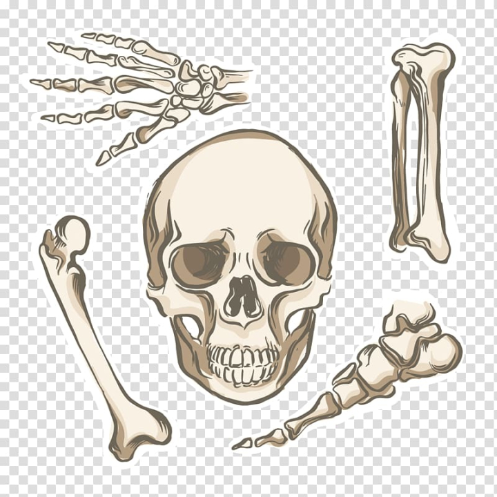 Human Skull Jaw PNG Transparent SVG Vector