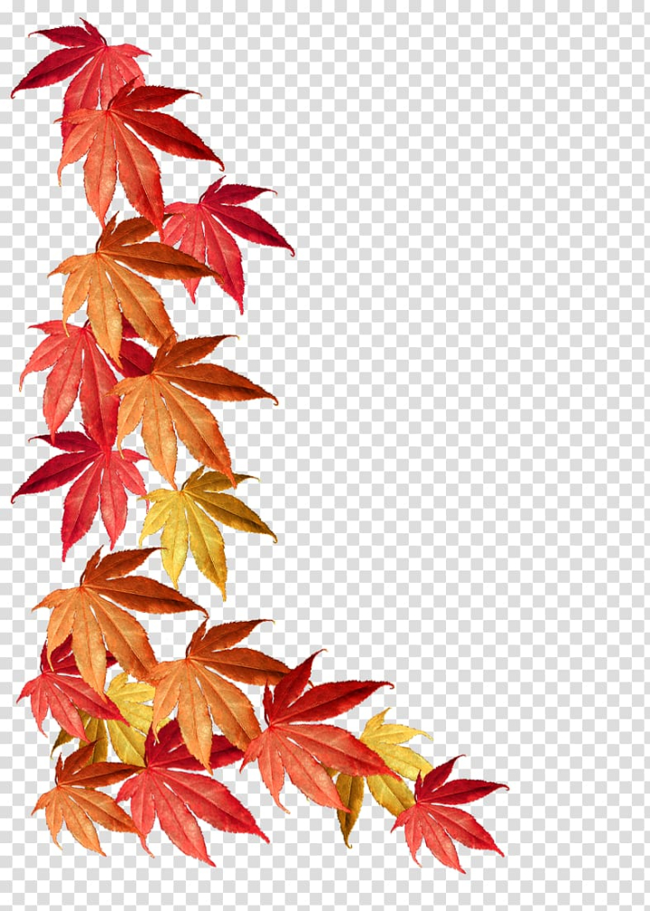 maple,leaf,autumn,color,leaves,orange,borders and frames,red,stock photography,nature,plant,maple tree,green,flowering plant,autumn leaves,tree,borders,frames,maple leaf,autumn leaf color,png clipart,free png,transparent background,free clipart,clip art,free download,png,comhiclipart