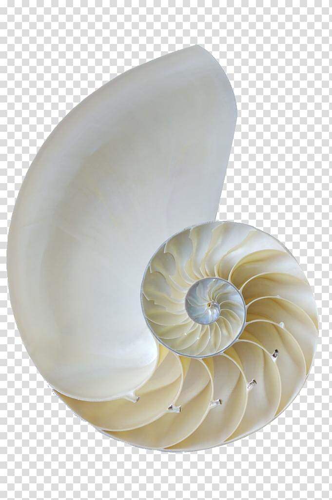 sea,snail,conch,shell,beach,black white,marine biology,molluscs,nautilus,marine invertebrates,white background,white conch,white flower,sea shell,pixel,gastropods,invertebrate,mollusc shell,nature,nautilida,background white,white smoke,nautilidae,orthogastropoda,seashell,sea snail,white,conch shell,png clipart,free png,transparent background,free clipart,clip art,free download,png,comhiclipart