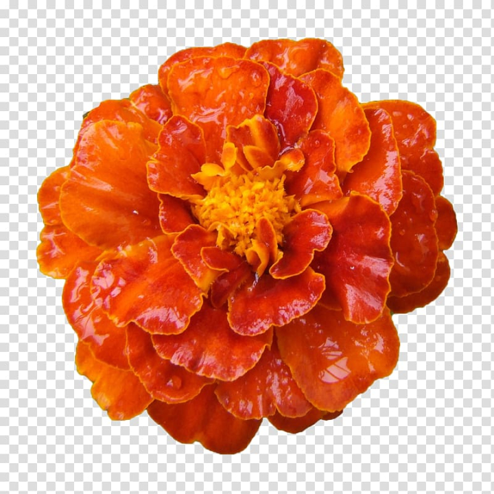 Free: Mexican marigold Calendula officinalis Flower, Marigold flower  transparent background PNG clipart 