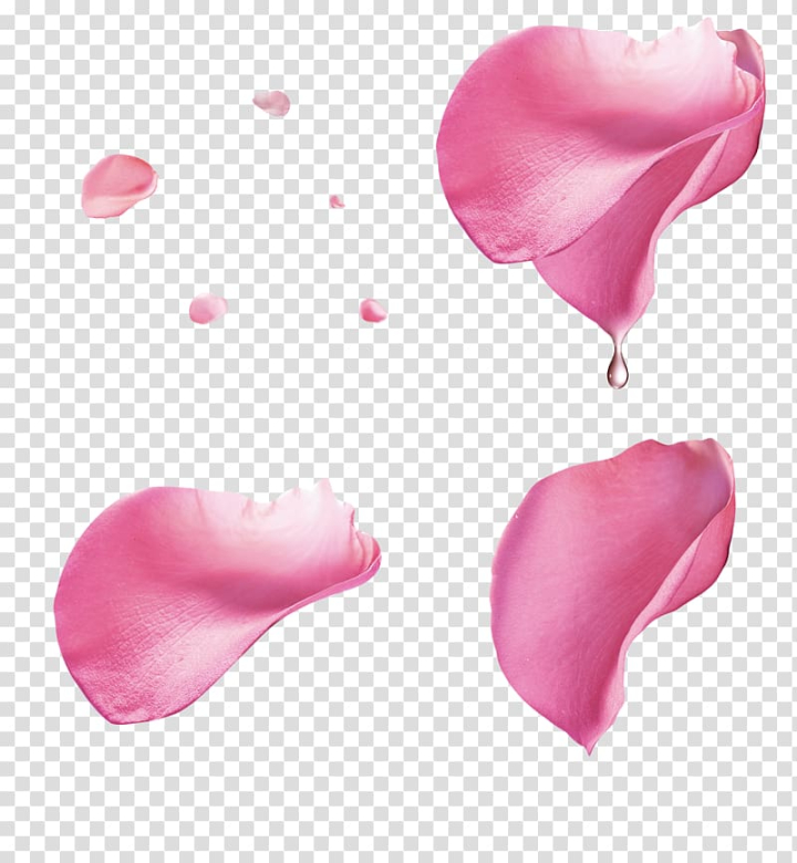 rose,pink,floating,material,petals,digital,blue,heart,artificial flower,ifwe,floating  decorative,flower,magenta,lip,rose petal,essential oil,roses,floating material,pink flower,pink ribbon,red,water,pink background,materials,beach rose,blue rose,leave the png,leaf and petals,cut flowers,garden roses,water droplets,petal,pink rose,png clipart,free png,transparent background,free clipart,clip art,free download,png,comhiclipart