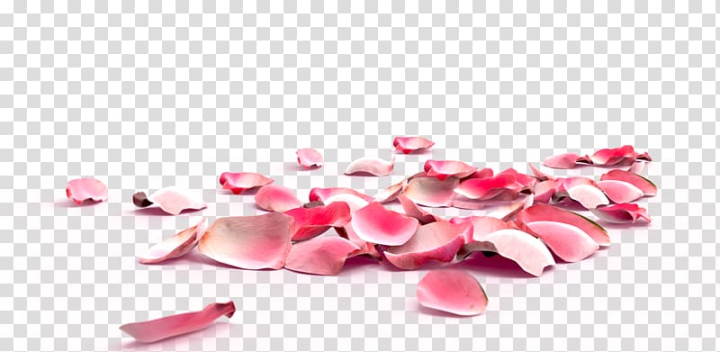 Pink rose petals are falling down Royalty Free Vector Image