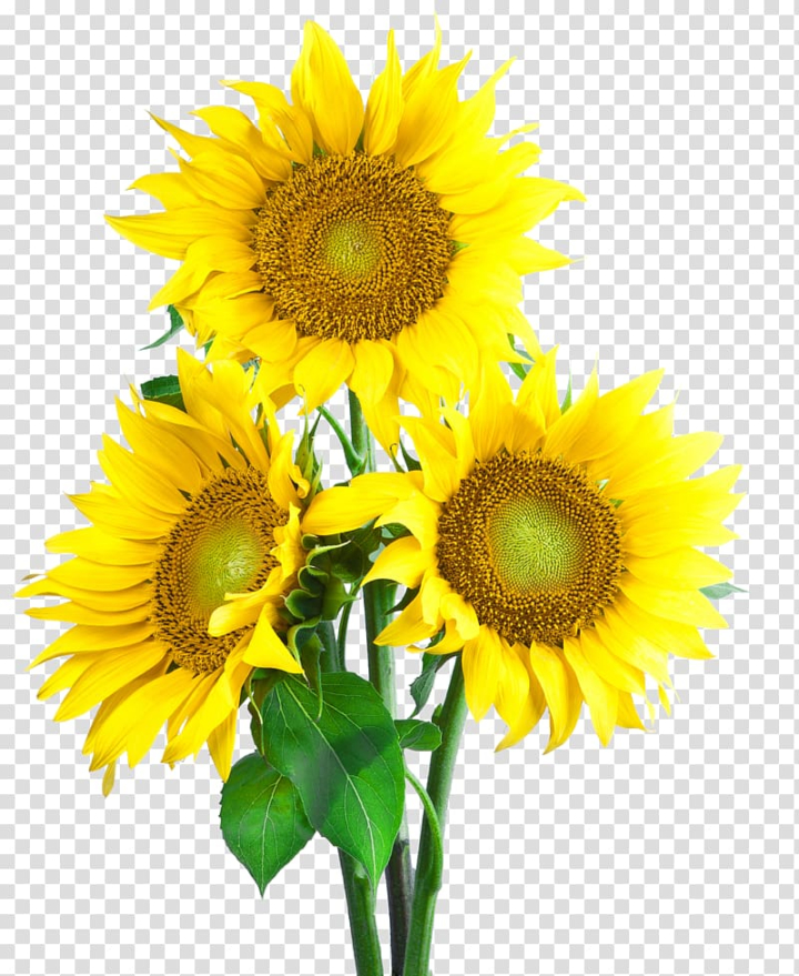 common,sunflower,seed,flower,flowers,daisy family,sunflower oil,sunflowers,watercolor sunflower,sunflower watercolor,sunflower seeds,watercolor sunflowers,sunflower border,flowering plant,floristry,display resolution,cut flowers,yellow,common sunflower,sunflower seed,three,png clipart,free png,transparent background,free clipart,clip art,free download,png,comhiclipart