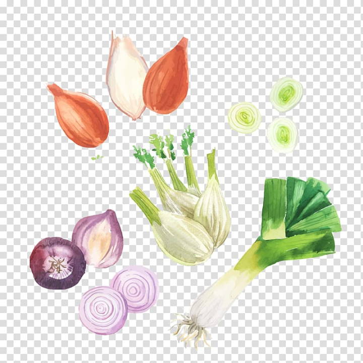 Shallots Watercolor Clipart, Watercolor, Vegetable, Hand Drawn PNG  Transparent Image and Clipart for Free Download