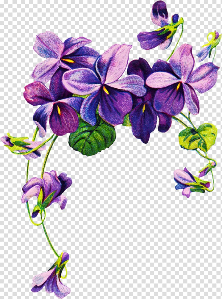 Violaceae: Viola sororia - Woolly Blue Violet, Common Blue Violet flower |  Flowers perennials, Beautiful flowers, Flowers