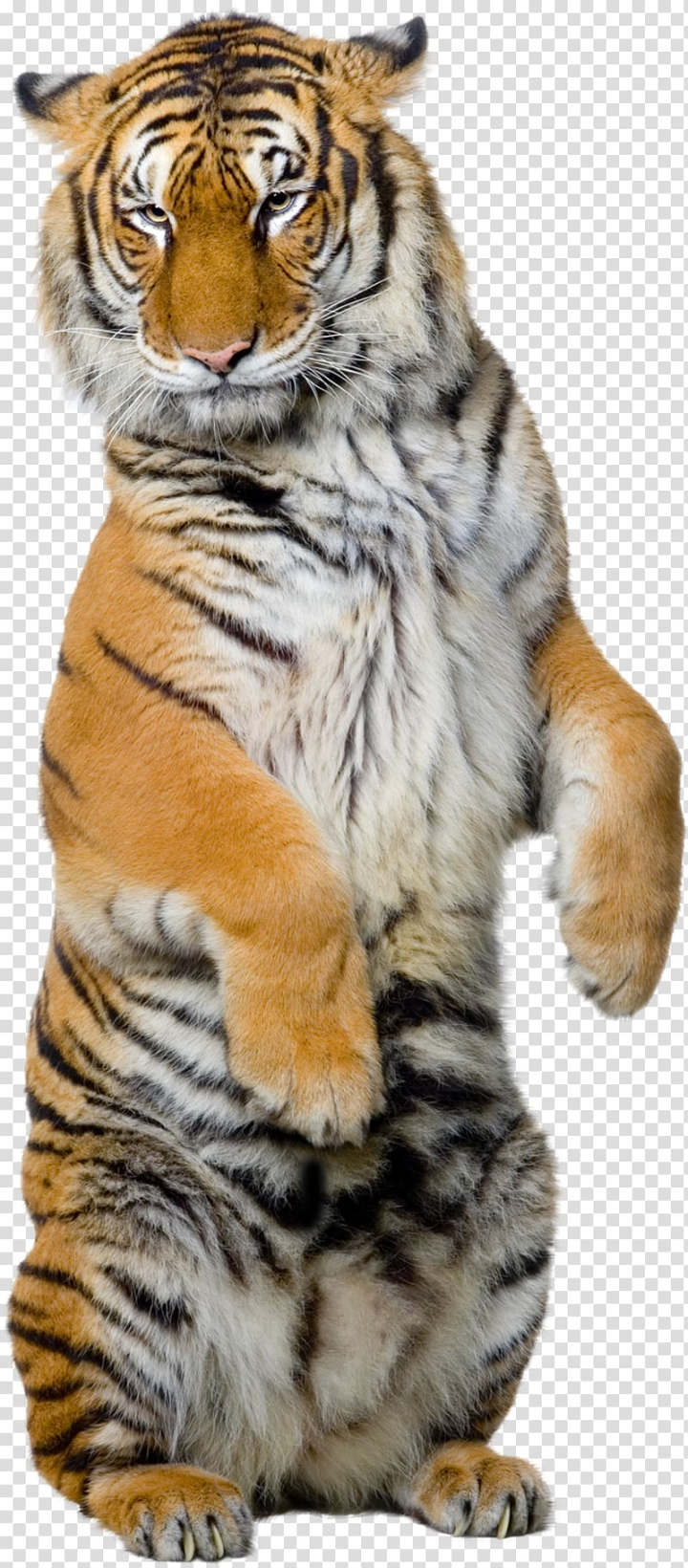 siberian,tiger,sumatran,bengal,white,mammal,animals,cat like mammal,carnivoran,paw,head,wildlife,terrestrial animal,big cats,royaltyfree,animal,snout,whiskers,fur,white tiger,watercolor tiger,tiger vector,tiger head,tiger cartoon,carnivore,stock photography,climbing tiger,closeup,real,fire tiger,raptor,siberian tiger,sumatran tiger,bengal tiger,illustration,png clipart,free png,transparent background,free clipart,clip art,free download,png,comhiclipart