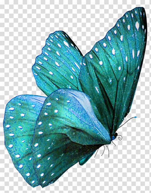 turquoise,color,watercolor,blue,insects,moth,lycaenid,animal,butterfly effect,aqua,red,pollinator,organism,moths and butterflies,arthropod,azure,butterflies and moths,invertebrate,insect,green,wing,butterfly,teal,turquoise color,morpho,white,illustration,png clipart,free png,transparent background,free clipart,clip art,free download,png,comhiclipart