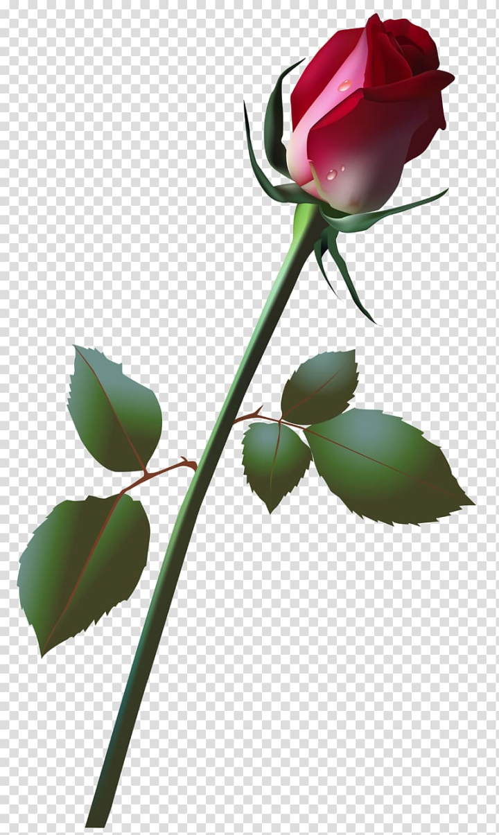 Rosebud  Rose buds, Beautiful flowers photos, Beautiful roses