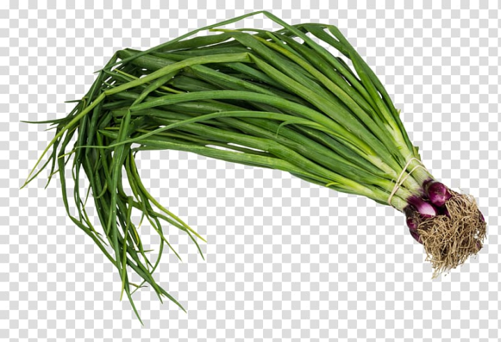 onion,spring,leaf vegetable,food,tomato,grass,leek,vegetables,garlic,green onion,turnip,shito,produce,potato,ingredient,callaloo,allium fistulosum,scallion,vegetable,spring onion,leaf,png clipart,free png,transparent background,free clipart,clip art,free download,png,comhiclipart