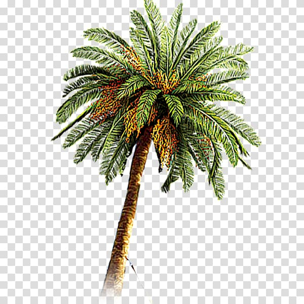 date,palm,tree,beach,tree branch,palm tree,pine tree,family tree,sandy beach,sandy,shade,pine family,pine,plant,nature,arecales,autumn tree,christmas tree,date palm,evergreen,flowerpot,motif,trees,coconut,arecaceae,date palm - tree,png clipart,free png,transparent background,free clipart,clip art,free download,png,comhiclipart