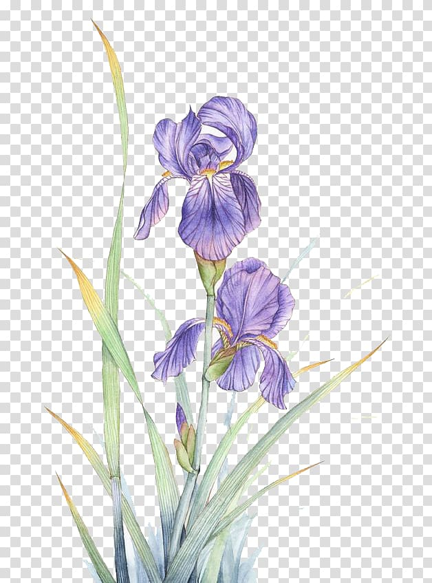 watercolor,painting,flowers,purple,watercolor leaves,leaf,hand,plant stem,cartoon,paint,iris,violet family,rendering,seed plant,viola,watercolor flower,watercolor flowers,watercolor paint,plant,pink flower,computer icons,decorate,drawing,flower vector,flowering plant,green,green leaf,iris family,iris versicolor,nature,orris root,autumn,watercolor painting,violet,flower,irises,png clipart,free png,transparent background,free clipart,clip art,free download,png,comhiclipart