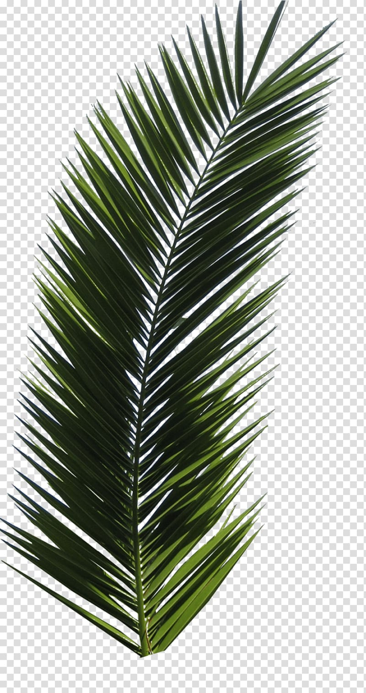 tree,palm,blue,leaf,baby,natural,sky,plant,palm branch,nature,twilight,sago,mothernature,line,arecales,autumn leaf color,bodyshope,coconut,date palm,frond,green,italia,weather,arecaceae,palm tree,png clipart,free png,transparent background,free clipart,clip art,free download,png,comhiclipart