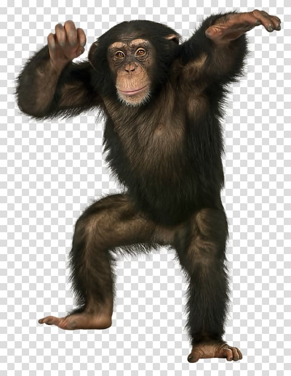 common,chimpanzee,bornean,orangutan,mammal,animals,black hair,black white,black friday,macaque,great ape,homo sapiens,stock photography,primate,simia,fur,crabeating macaque,baboons,background black,black background,black board,clever,tarzan,common chimpanzee,bonobo,monkey,ape,bornean orangutan,black,gorilla,portable,network,graphic,png clipart,free png,transparent background,free clipart,clip art,free download,png,comhiclipart