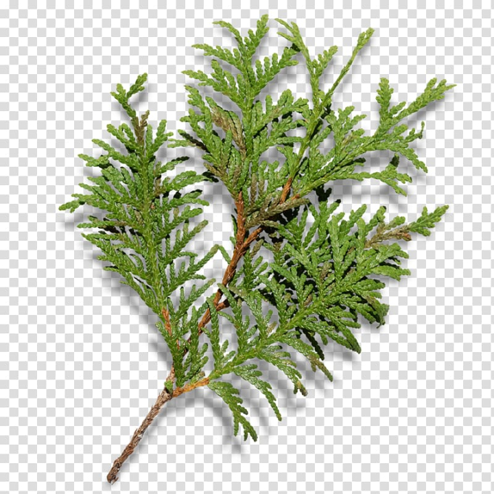 Christmas Tree Branches PNG 