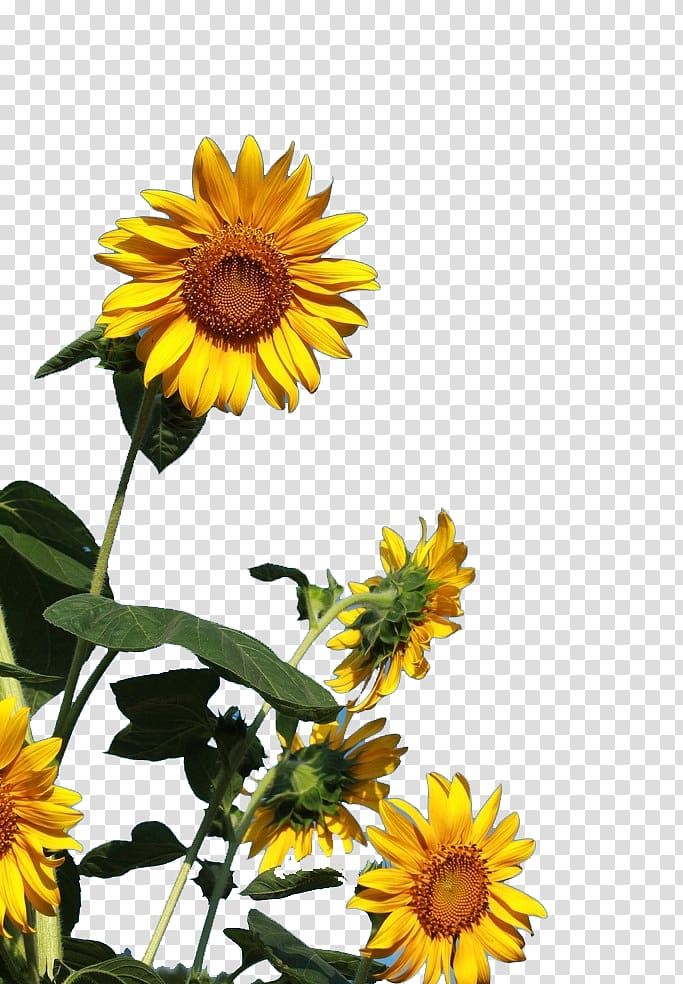 Free: Common sunflower , Sunny sunflowers transparent background PNG ...