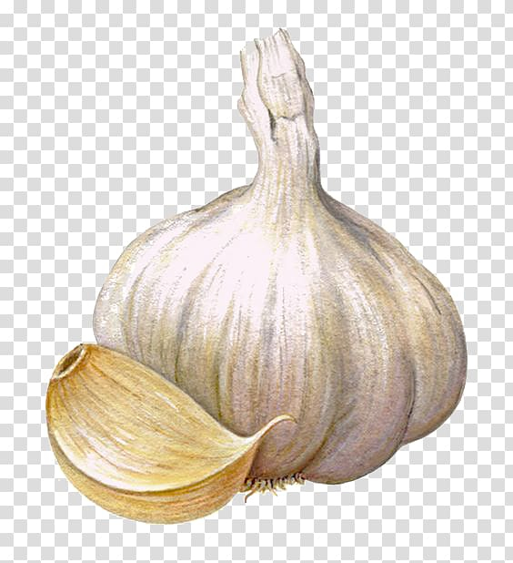 Drawing of Garlic by Keneisha - Drawize Gallery!