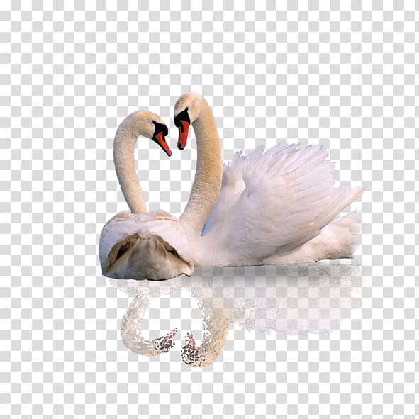 mute,swan,white,animals,computer,black white,mobile phone,cygnini,bird,white flower,white background,white flowers,waterfowl,water bird,white smoke,pair,neck,android application package,background white,beak,desktop environment,desktop metaphor,ducks geese and swans,iphone,android,mute swan,animal,white swan,png clipart,free png,transparent background,free clipart,clip art,free download,png,comhiclipart