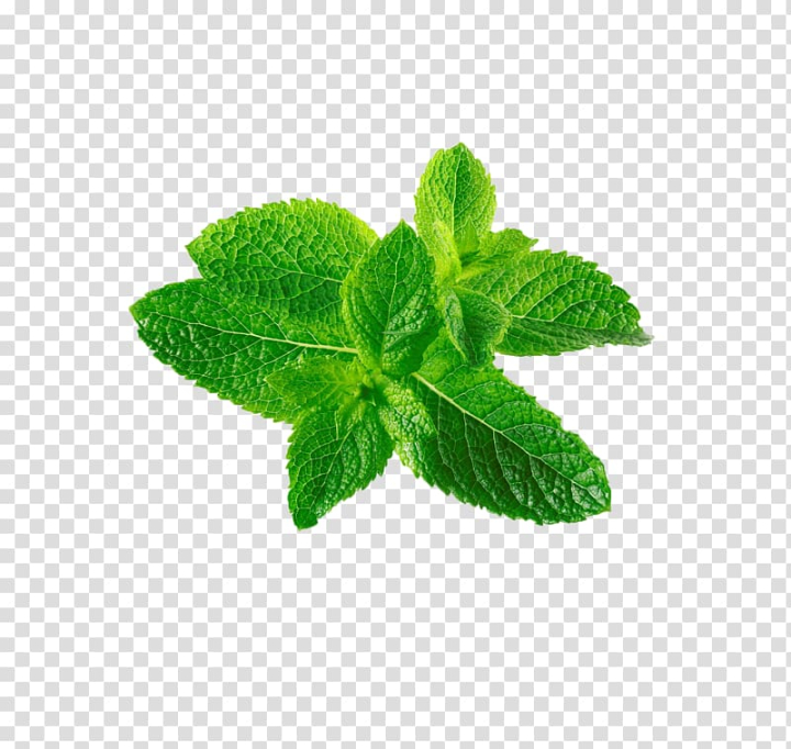 mentha,spicata,leaf,canadensis,mint,maple leaf,encapsulated postscript,autumn leaf,taste,leafs,herb,plant,peppermint,palm leaf,nature,mint leaves,euclidean vector,flavor,green leaf,leaf and petals,mentha spicata,mentha canadensis,mint leaf,green,leaves,png clipart,free png,transparent background,free clipart,clip art,free download,png,comhiclipart