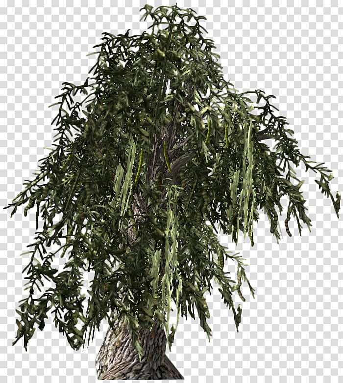 fallout,new,vegas,prosopis,glandulosa,tree,mesquite,shrub,barbecue,branch,spruce,willow,fallout 4,evergreen,smoking,prosopis glandulosa,plant,mojave desert,hickory,fallout new vegas,nature,png clipart,free png,transparent background,free clipart,clip art,free download,png,comhiclipart
