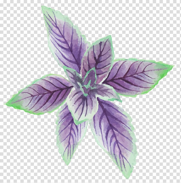 mentha,canadensis,euclidean,painted,mint,leaves,watercolor painting,purple,watercolor leaves,leaf,violet,fall leaves,palm leaves,flower,encapsulated postscript,lilac,handpainted plants,handpainted vector,petal,plant,drawing,autumn leaves,paint splash,paint brush,nature,mint vector,leaves vector,adobe illustrator,mentha canadensis,euclidean vector,hand,mint leaves,png clipart,free png,transparent background,free clipart,clip art,free download,png,comhiclipart
