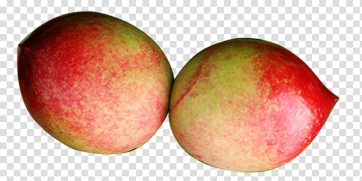 peach,fruit,food,melon,encapsulated postscript,fruit  nut,watercolor peach,peach petals,peaches,pink peach vector free png and vectorundefined,round,peach flowers,peach flower,peach blossom,muskmelon,mcintosh,local food,auglis,apple,png clipart,free png,transparent background,free clipart,clip art,free download,png,comhiclipart