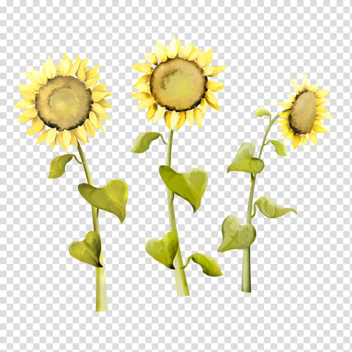 common,sunflower,seed,kuaci,flower arranging,plant stem,flower,flowers,daisy family,sunflower oil,sunflowers,sunflower watercolor,watercolor sunflower,seeds,sunflower seeds,sunflower border,watercolor sunflowers,plant,petal,cut flowers,daisy,designer,flora,floral design,floristry,flowering plant,graphic design,yellow,common sunflower,sunflower seed,png clipart,free png,transparent background,free clipart,clip art,free download,png,comhiclipart
