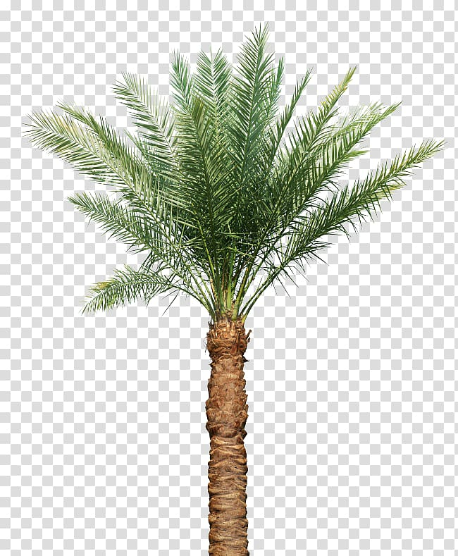 tree,leaf,euclidean,palm,food,tree branch,branch,root,pine tree,oil,twig,palm leaves,family tree,ginkgo biloba,trachycarpus fortunei,palm oil,baobab,pine,pine family,autumn tree,plant,arecales,trunk,conifer,palm leaf,date palm,evergreen,flowerpot,coconut,green,larch,christmas tree,nature,bark,african oil palm,arecaceae,tree leaf,silk,euclidean vector,palm tree,png clipart,free png,transparent background,free clipart,clip art,free download,png,comhiclipart