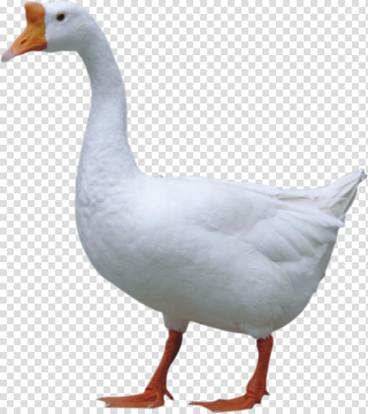 domestic,goose,jintan,district,big,white,animals,black white,fauna,chicken egg,big ben,big sale,bird,animal,feather,ganso,livestock,information,meat,neck,poultry,water bird,waterfowl,watermark,white background,white flower,gosling,goose meat,background white,beak,big white goose,ducks geese and swans,egg,fowl,geese,white smoke,duck,domestic goose,jintan district,big white,white goose,png clipart,free png,transparent background,free clipart,clip art,free download,png,comhiclipart