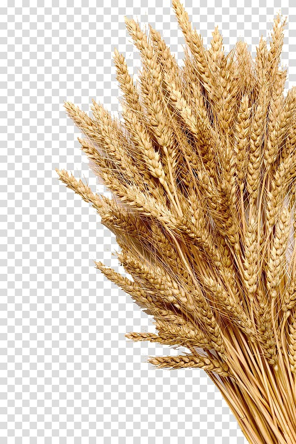 whole,grain,food,harvest,grass,rice,crop,food grain,wheat field,ppt,poales,rye,plant,triticale,wheat flour,wheat grains,wheat logo,nature,mature mom,bumper,cartoon wheat,cereal germ,commodity,dinkel wheat,durum,emmer,golden,grass family,autumn,wholewheat flour,wheat,ear,cereal,whole grain,stock photography,mature,grains,png clipart,free png,transparent background,free clipart,clip art,free download,png,comhiclipart
