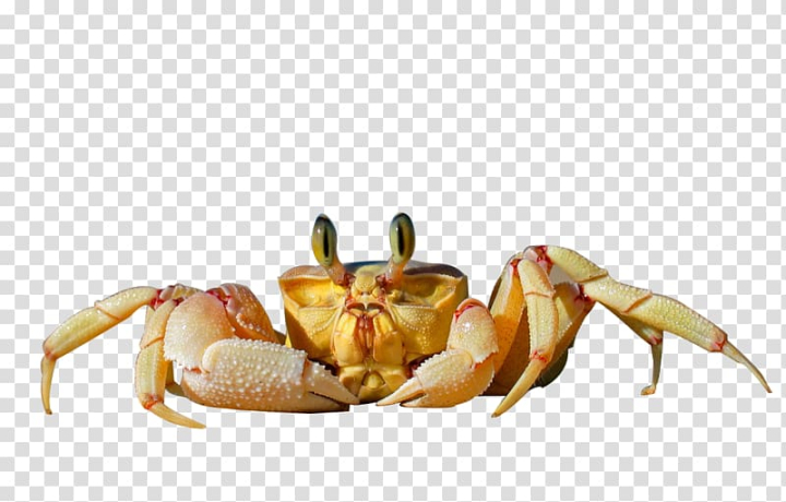 dungeness,crab,freshwater,ocypode,cursor,food,crustacean,animals,paw,claw,animal,animal source foods,information,invertebrate,king crab,shellfish,organism,sea,hermit crabs,arthropod,cartoon crab,christmas island red crab,crab cartoon,crab vector,crabs,decapoda,email,watercolor crab,dungeness crab,freshwater crab,seafood,ocypode cursor,png clipart,free png,transparent background,free clipart,clip art,free download,png,comhiclipart