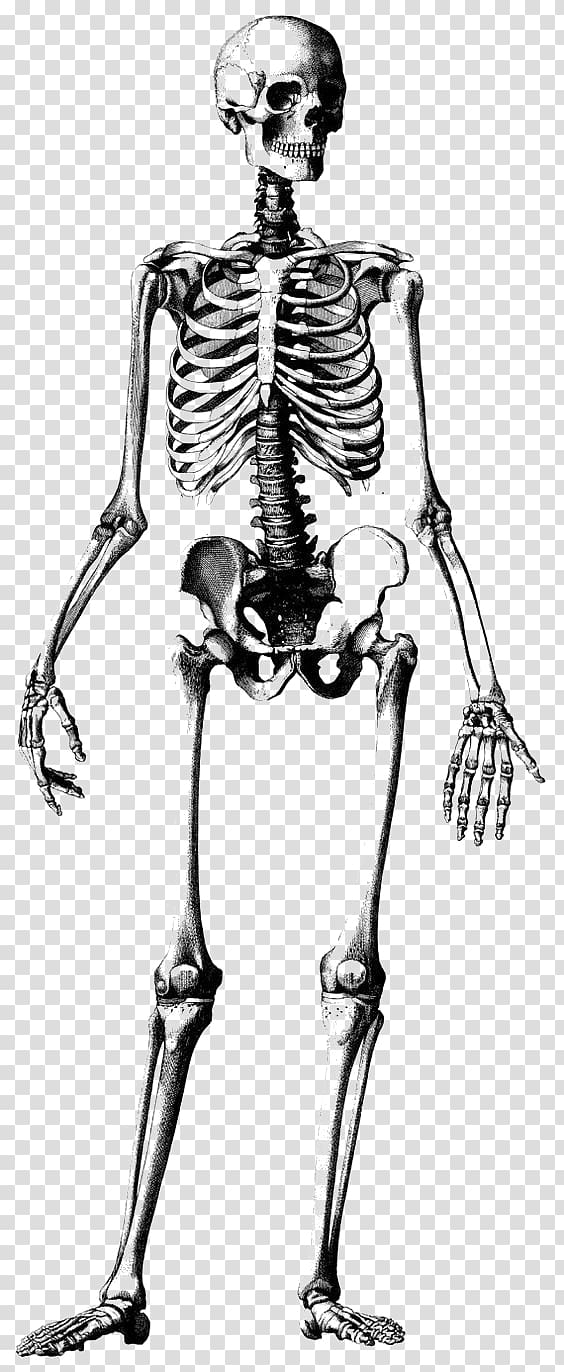 Free: Rhode Island School of Design Anatomy Human skeleton Drawing - Gray sketch  skeleton - nohat.cc