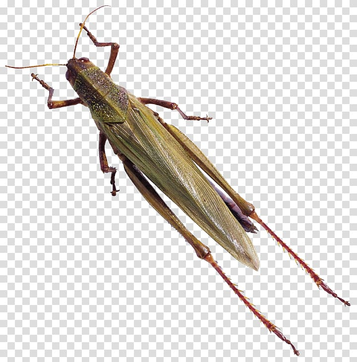 7 Story of grasshopper ideas | grasshopper, grasshopper pictures, ants