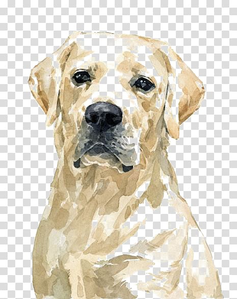 watercolor background,dogs,portrait,pet dog,watercolor flowers,sporting group,watercolor flower,buckle,cartoon puppy,drawing,elements,golden frame,free,animals,carnivoran,handpainted,pet,handpainted puppy,dog like mammal,png,dog breed,cartoon,comhiclipart,companion dog,snout,animal,labrador,retriever,golden,pit,bull,watercolor,painting,watercolor leaves,ink,mammal,puppy,collie