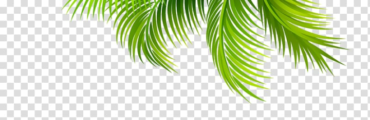 Free: Green palm leaf , Arecaceae Leaf Coconut Branch, Coconut leaves  transparent background PNG clipart 