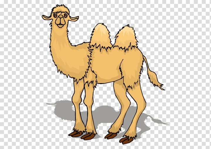 camel cartoon