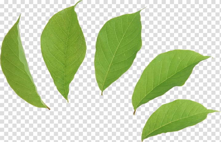tea,green,euclidean,leaves,plant stem,desktop wallpaper,stock photography,plant,petal,nature,limbe,autumn leaf color,image resolution,green leaves picture png,free,download  with transparent background,computer icons,tree,leaf,tea green,euclidean vector,green leaves,png clipart,free png,transparent background,free clipart,clip art,free download,png,comhiclipart